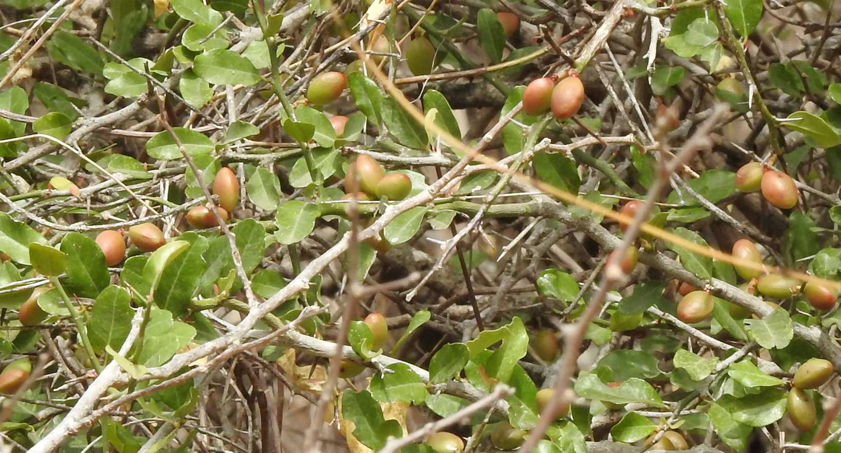 Arachis batizocoi
