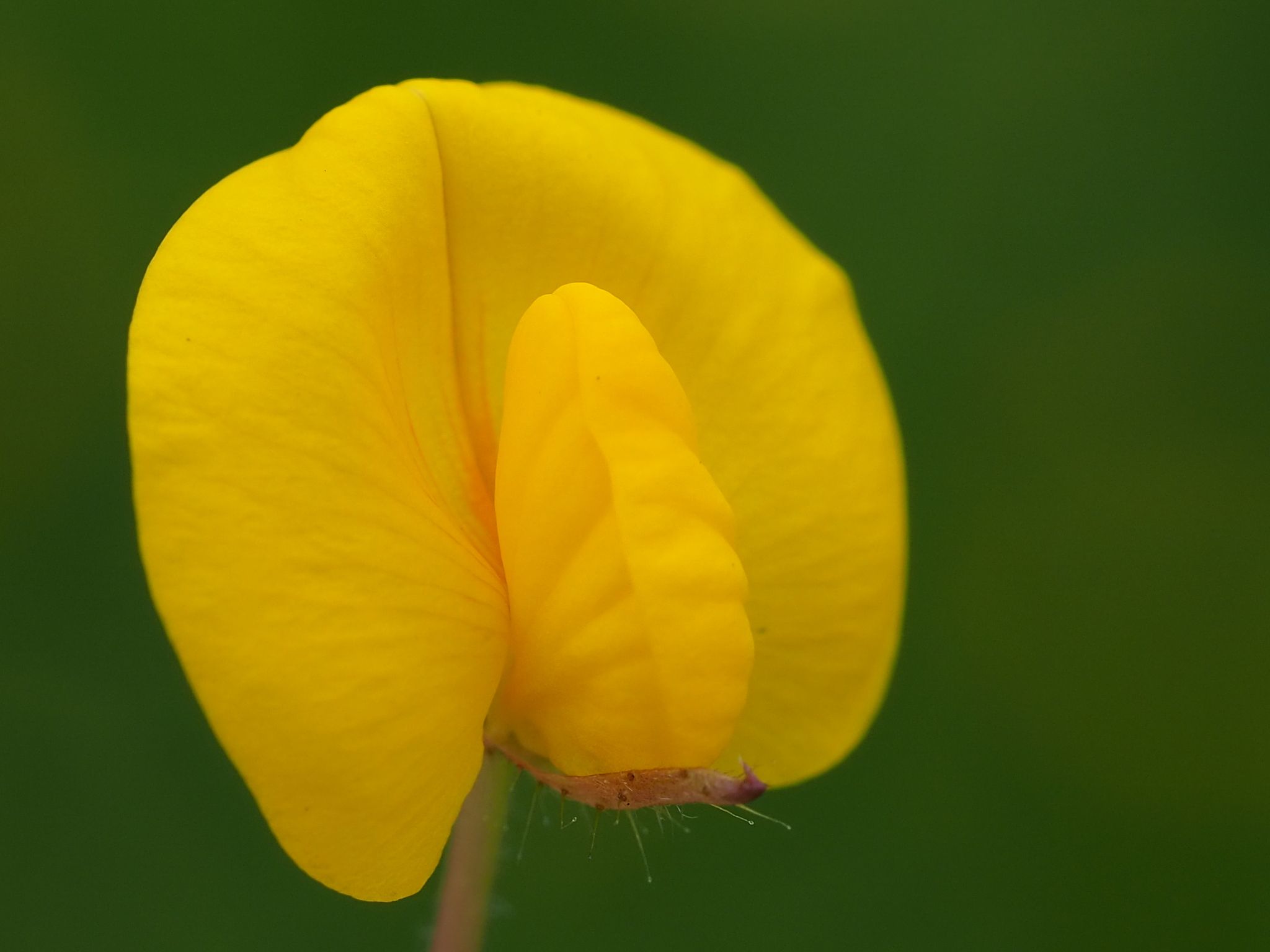 Arachis duranensis
