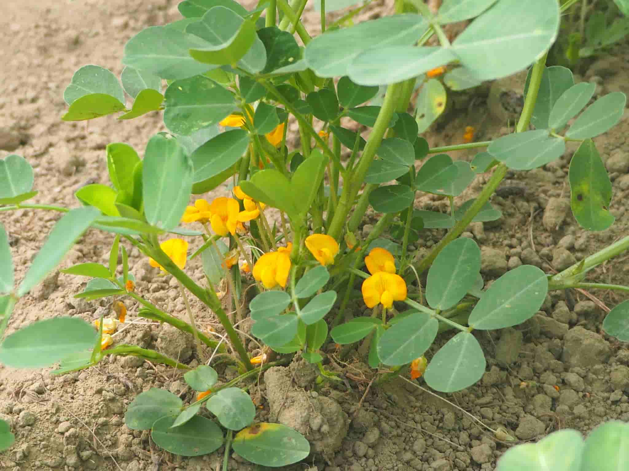 Arachis hypogaea