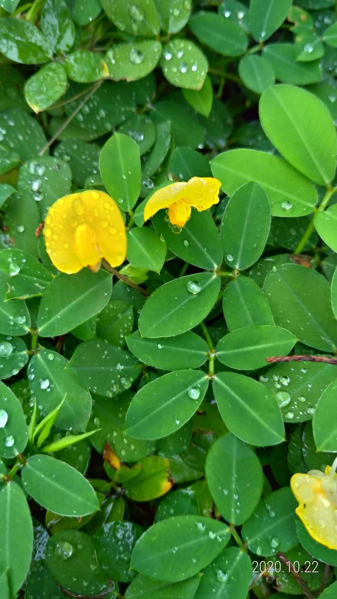 Arachis pintoi