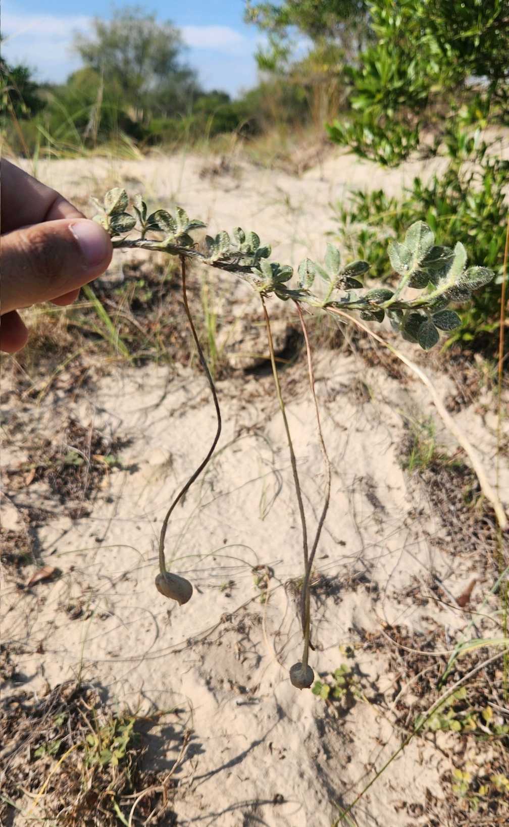 Arachis prostrata