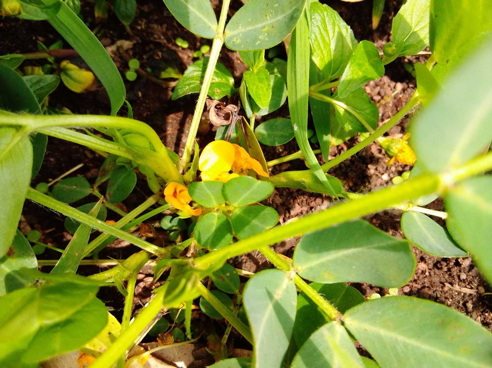 Arachis villosulicarpa