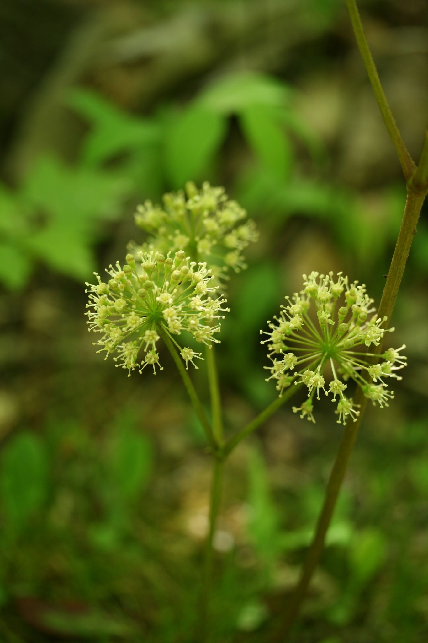 Aralia