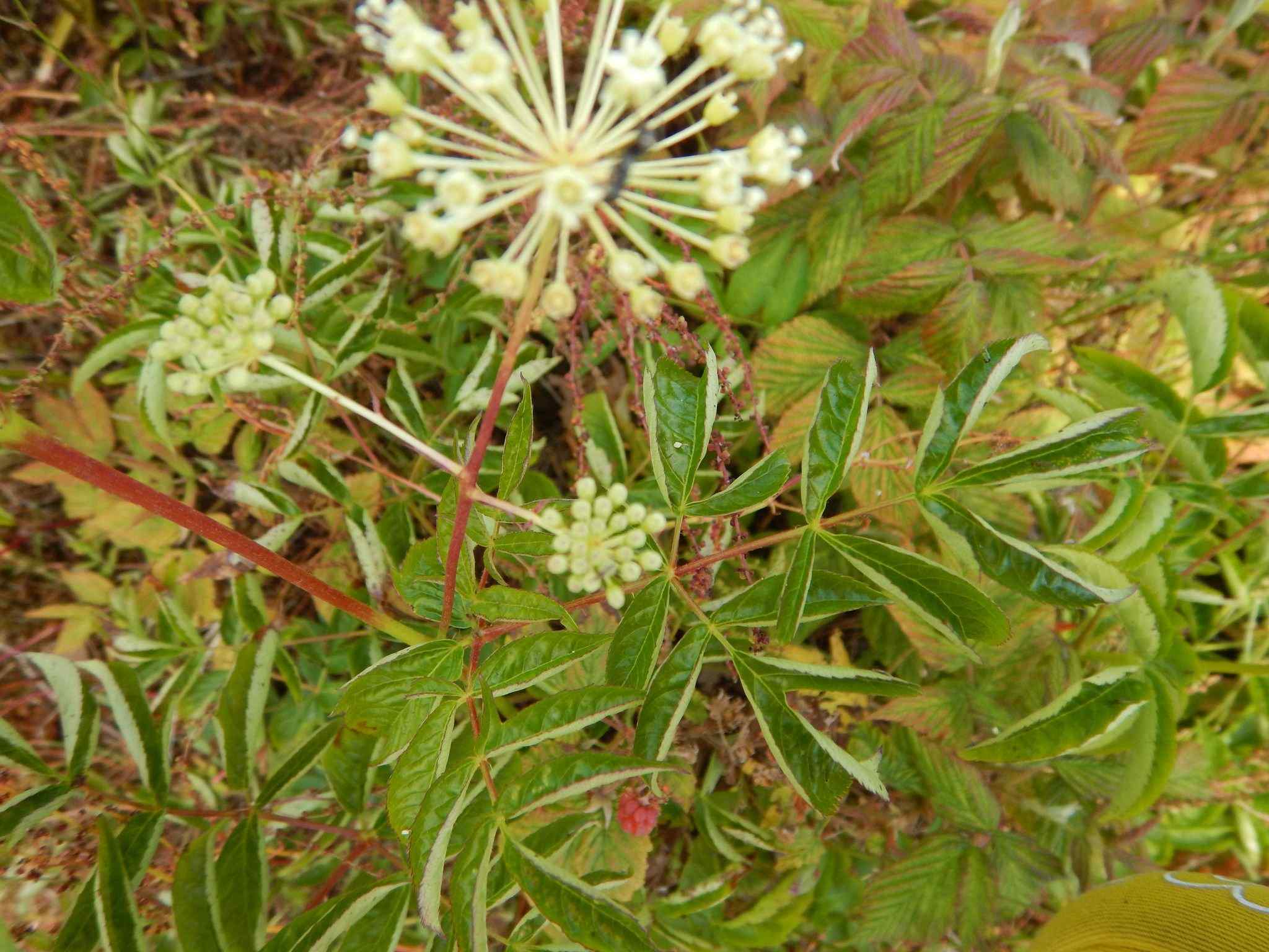 Aralia hispida