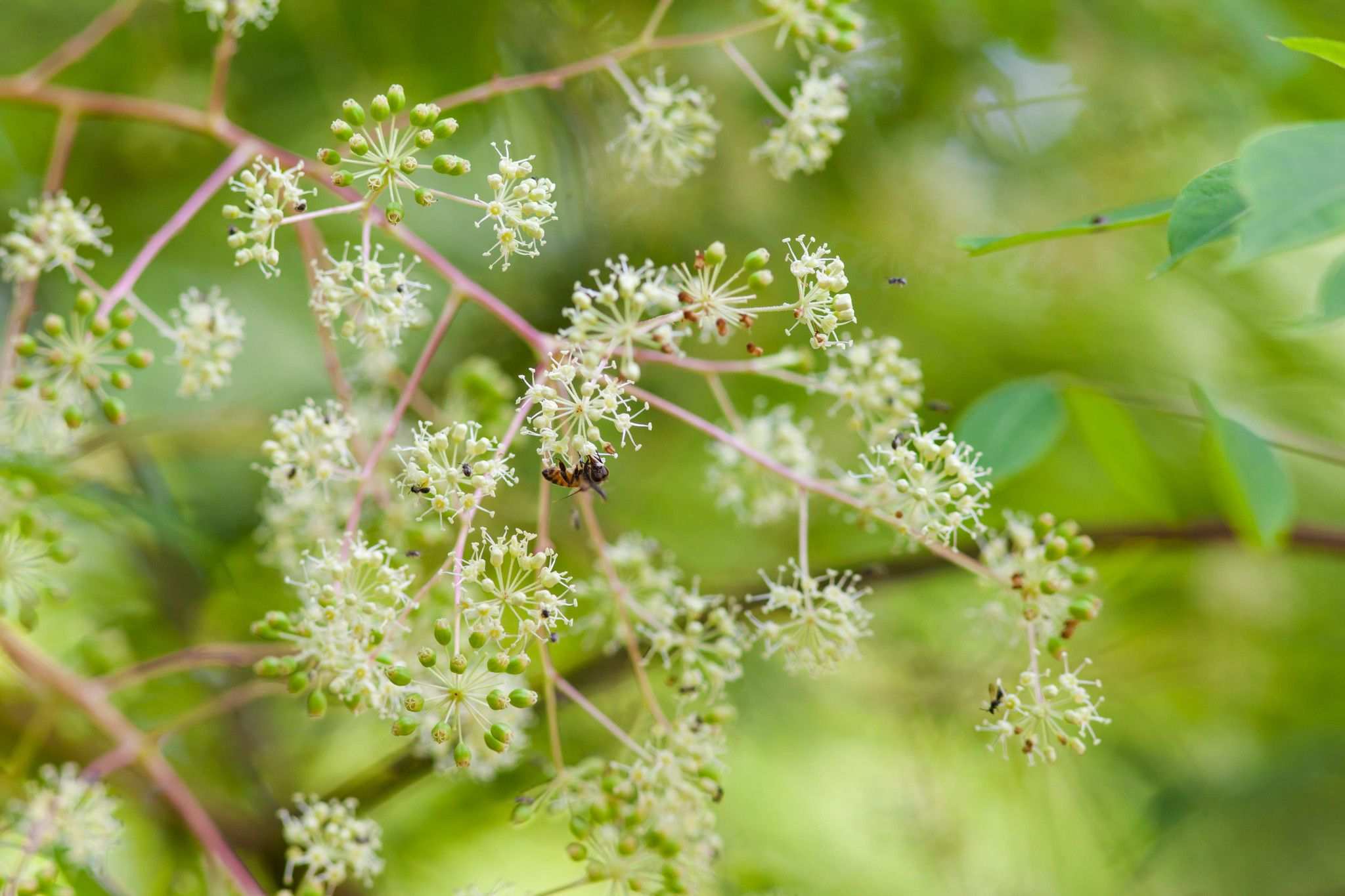 Aralia spinosa