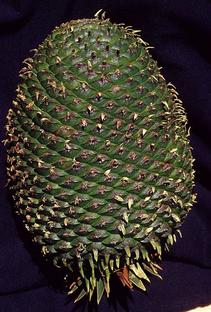 Araucaria angustifolia