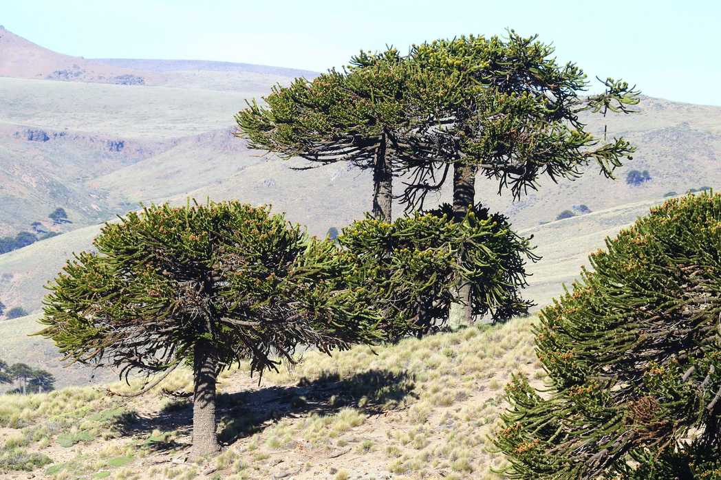 Araucaria araucana