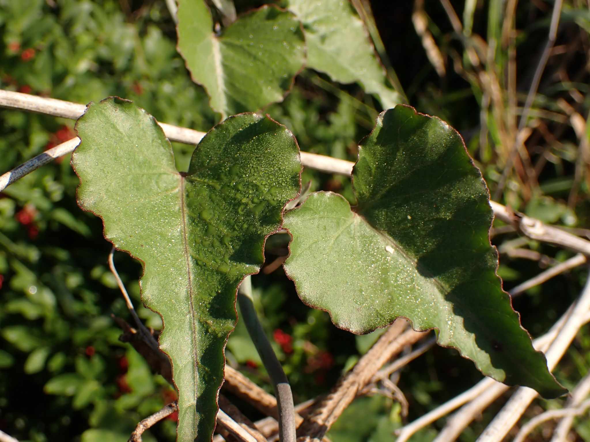 Araujia odorata