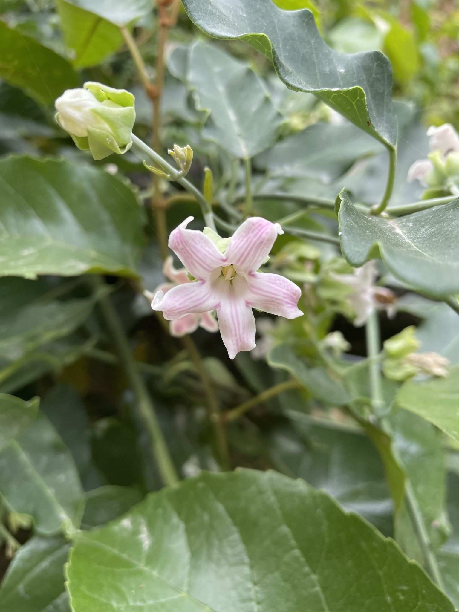 Araujia sericifera