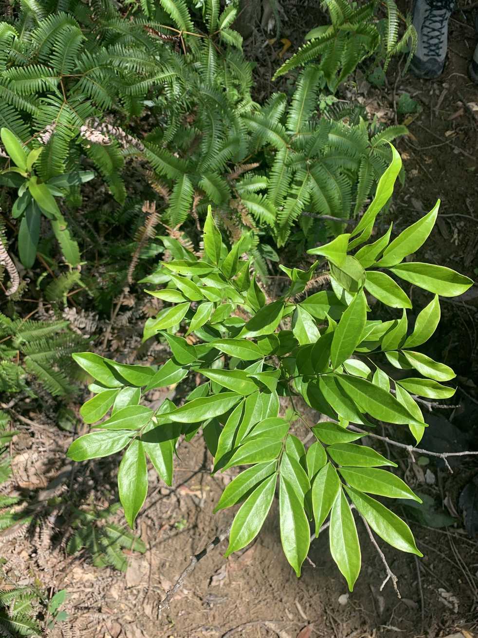 Archidendron lucidum