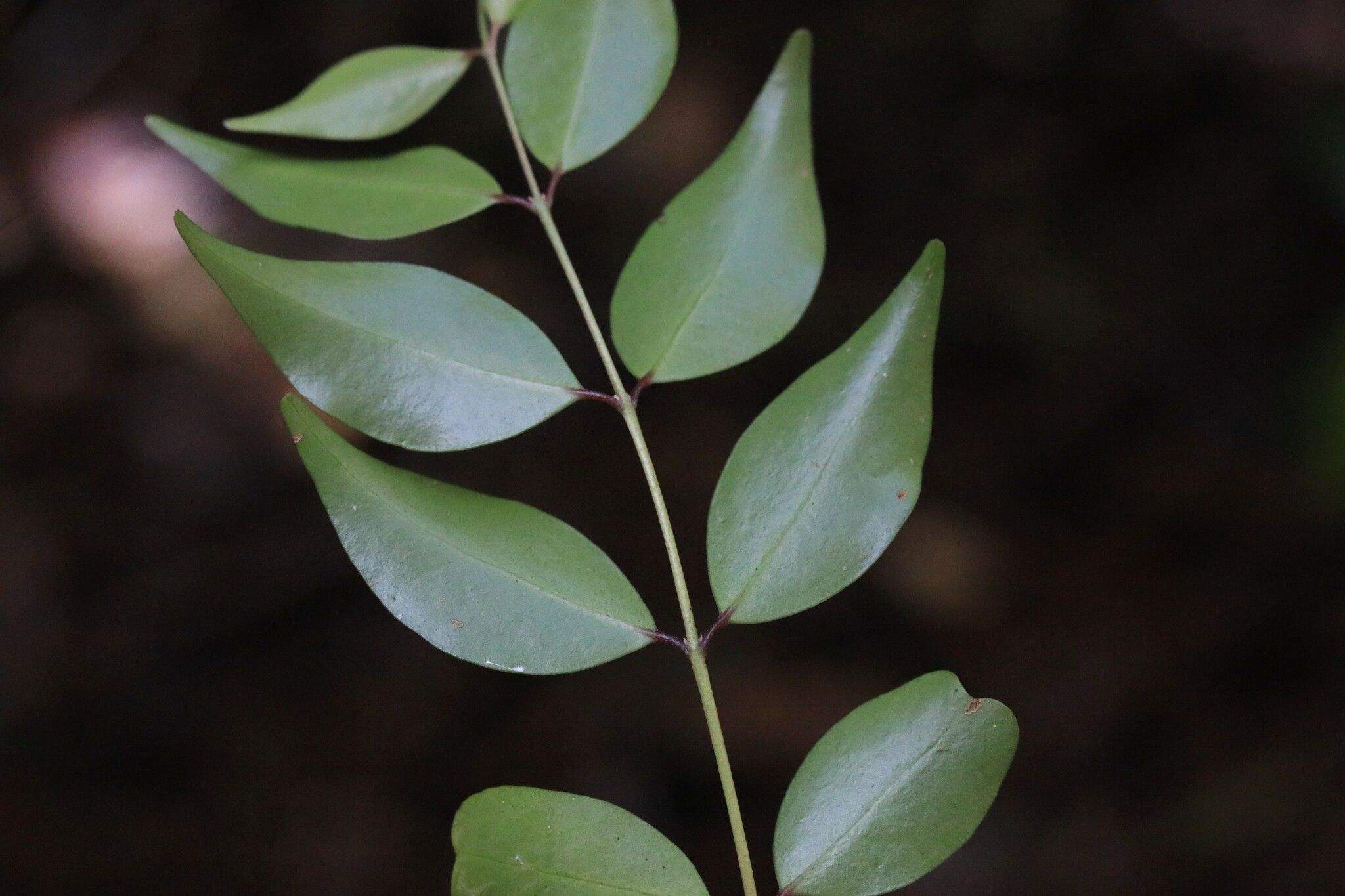 Archirhodomyrtus beckleri