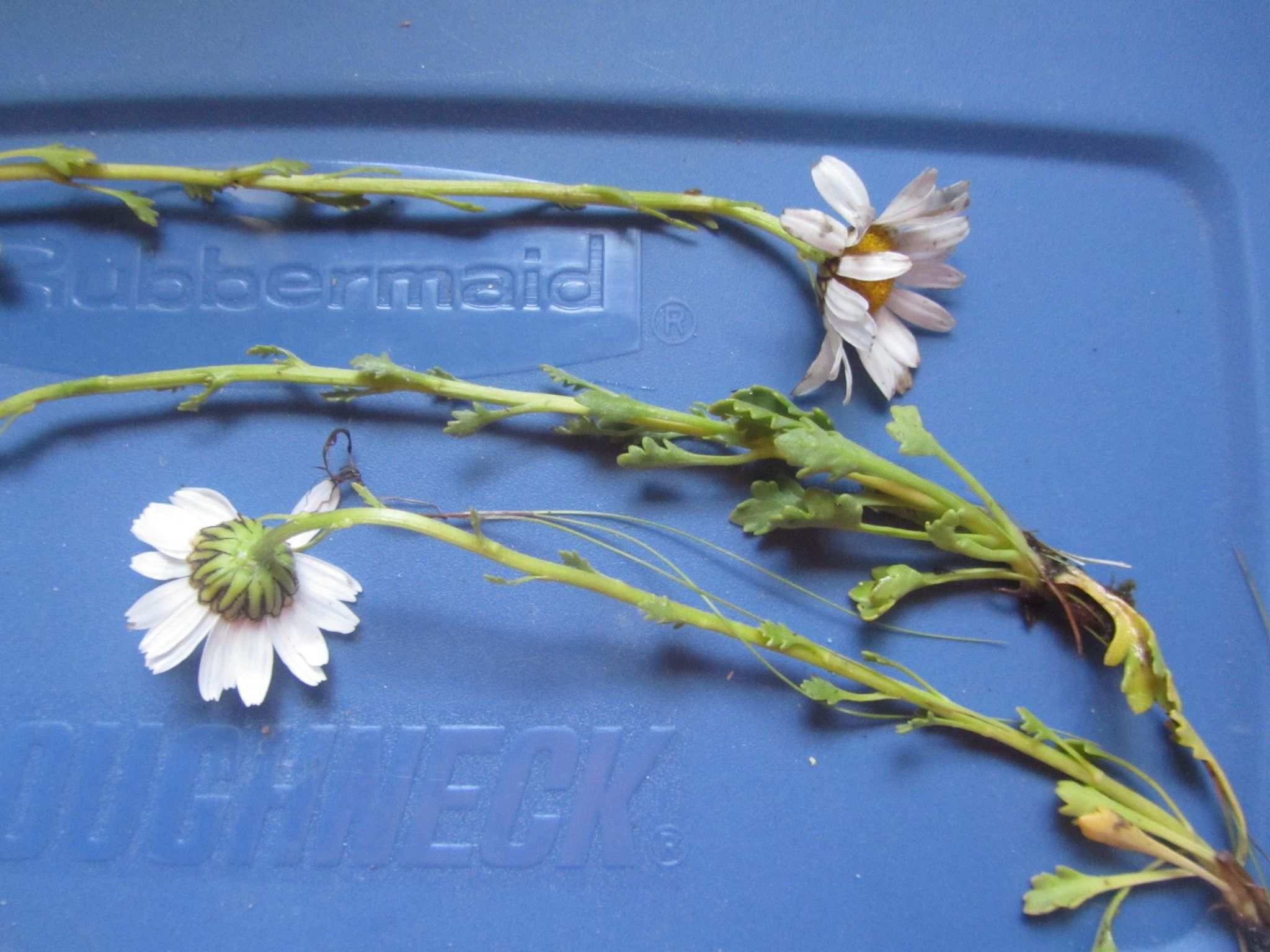 Arctanthemum arcticum