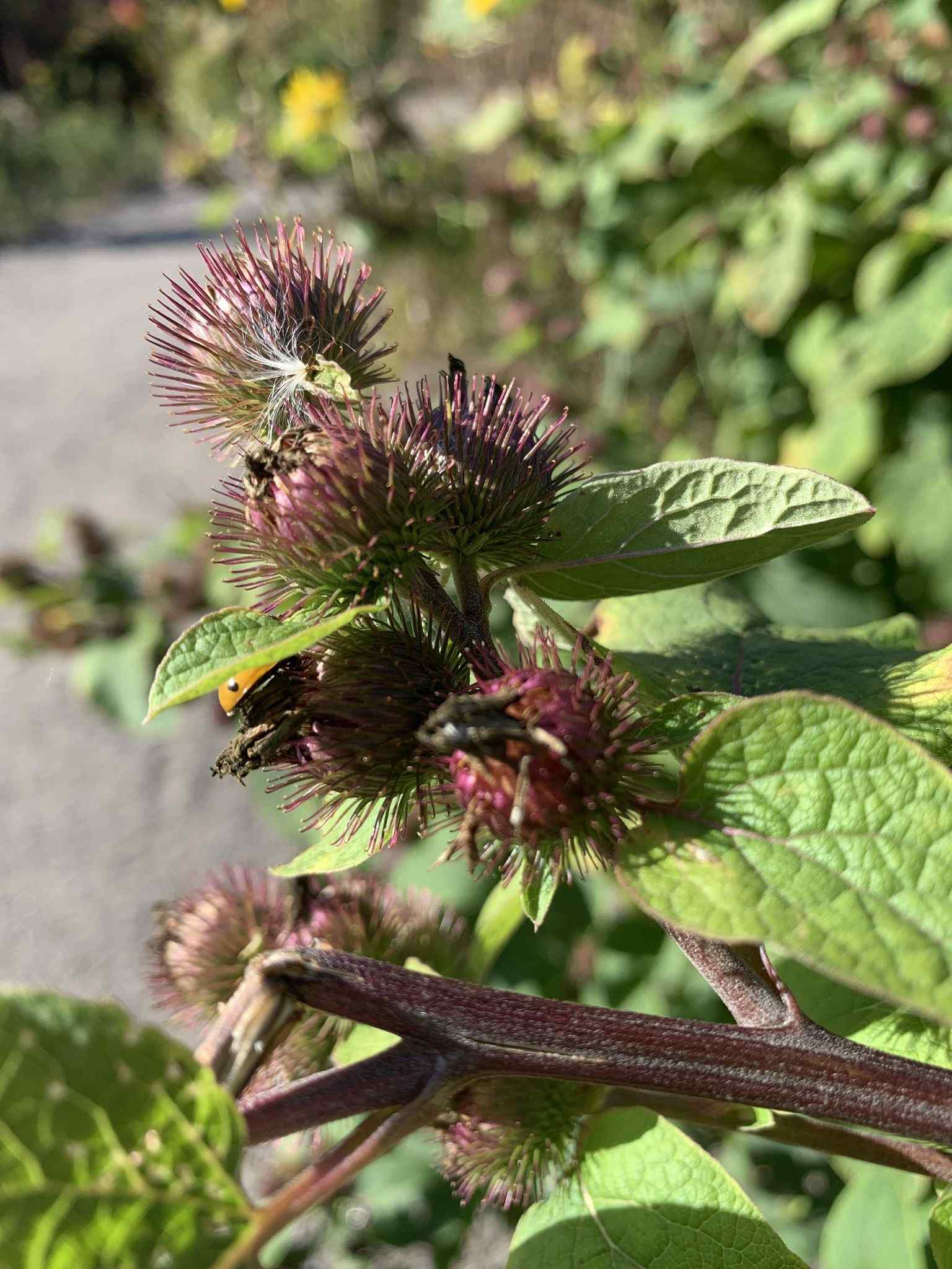 Arctium lappa