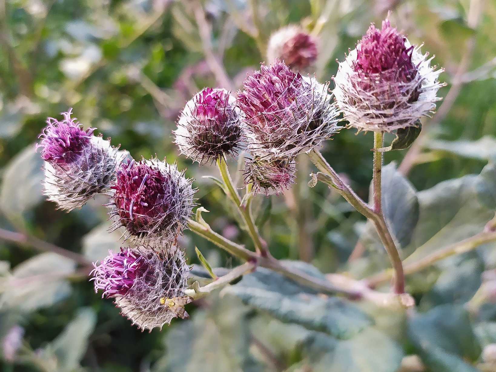 Arctium tomentosum