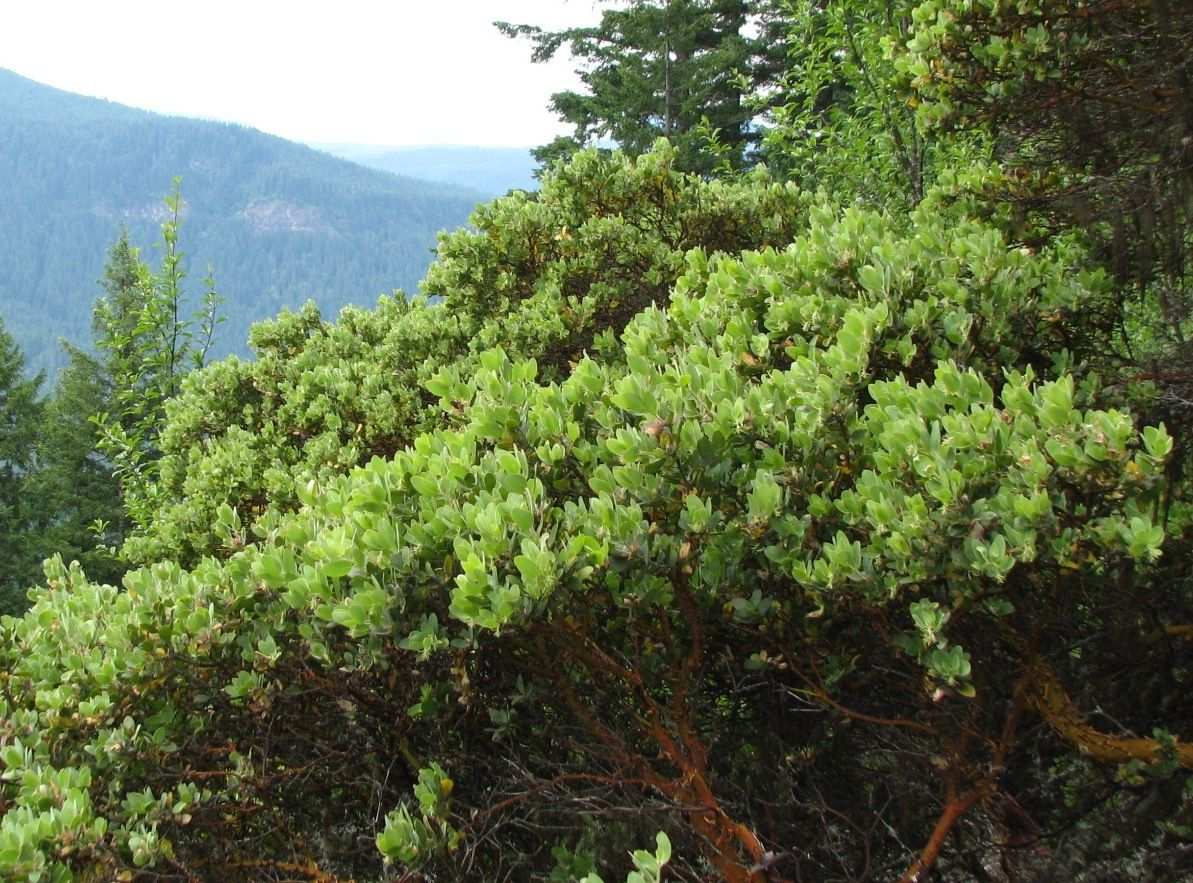 Arctostaphylos columbiana