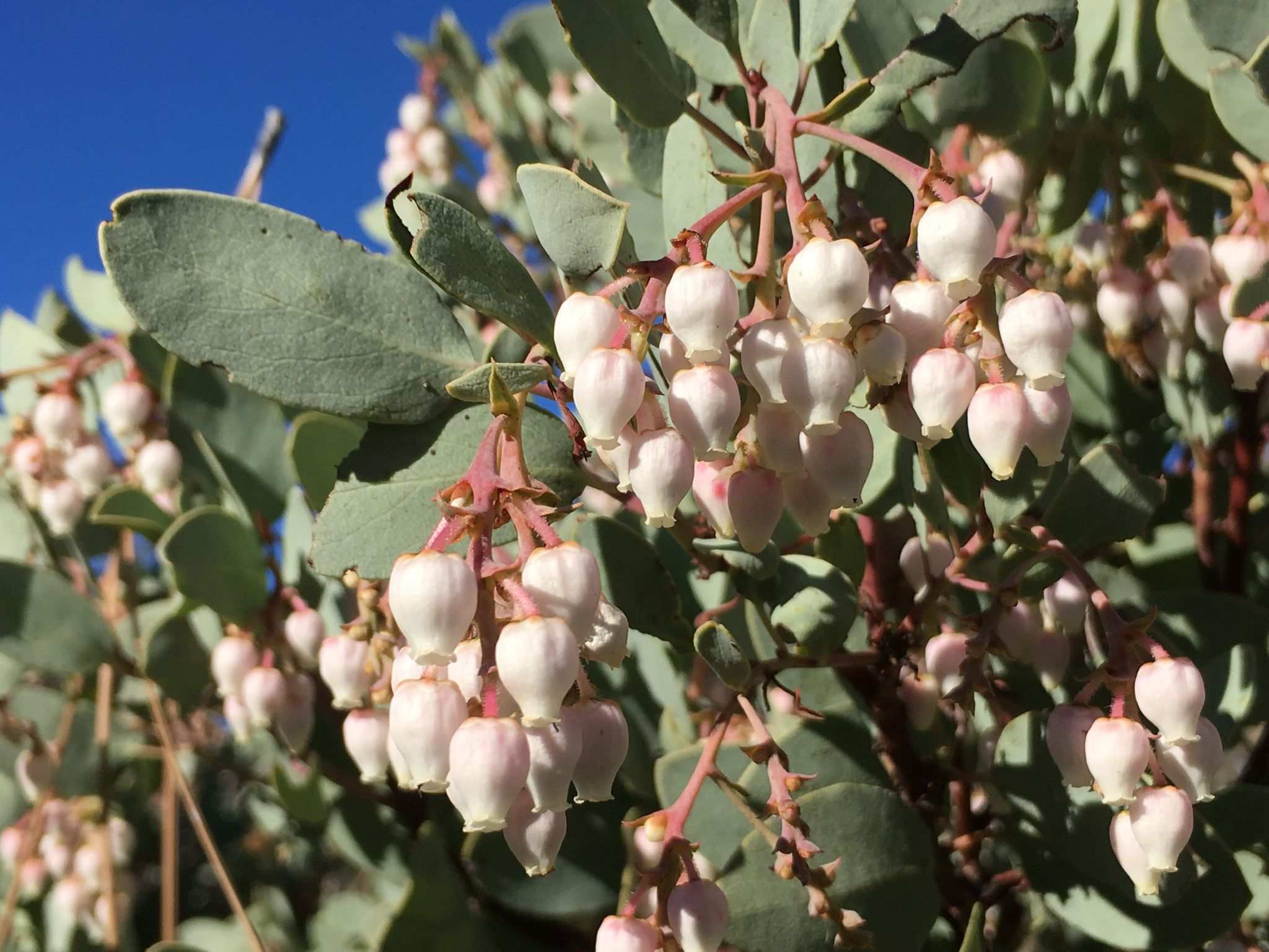 Arctostaphylos glauca
