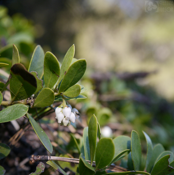 Arctostaphylos nevadensis