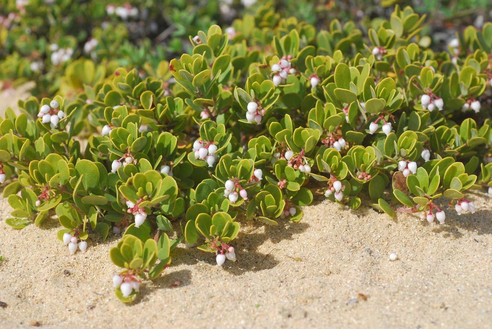 Arctostaphylos pumila