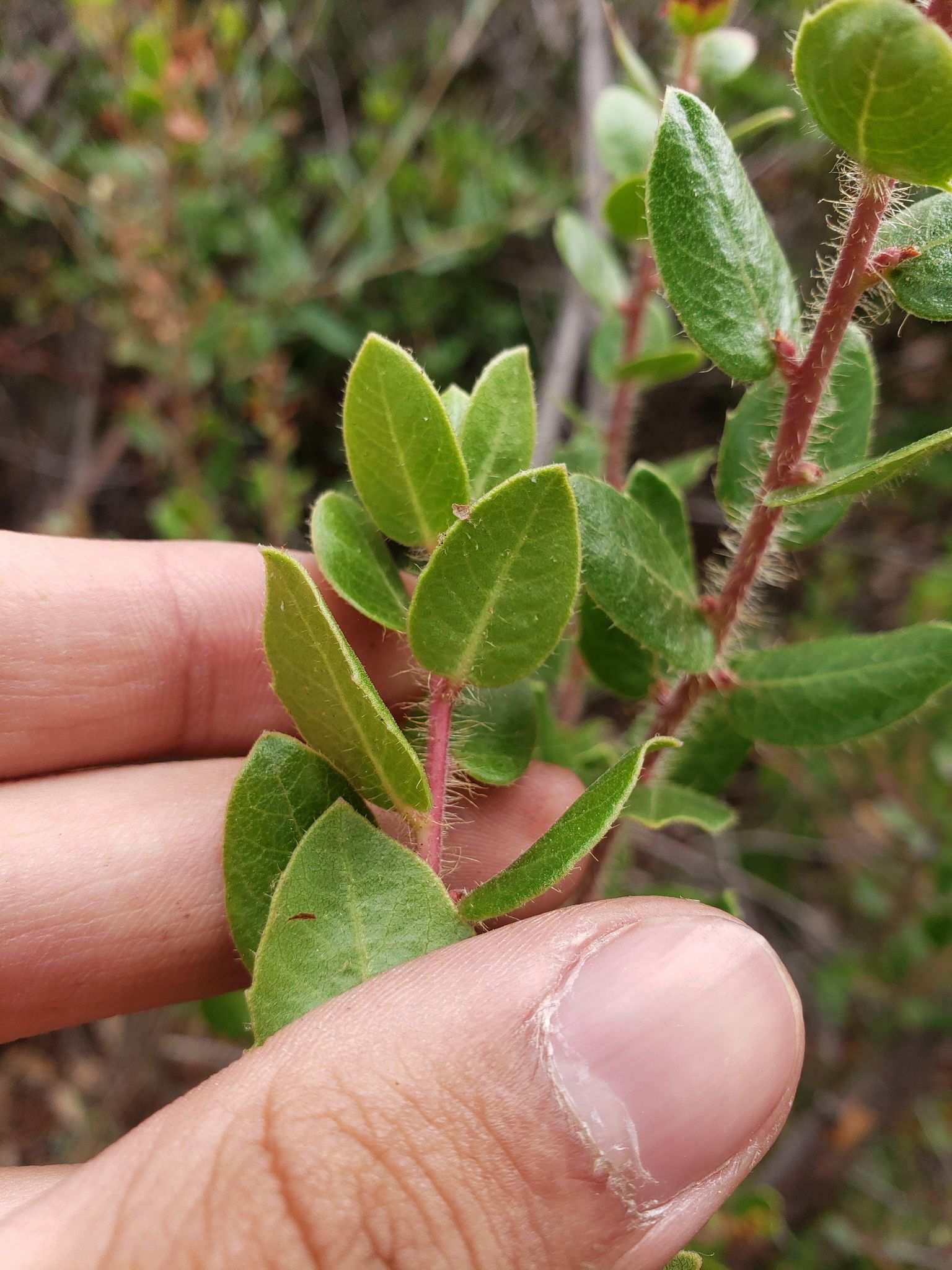 Arctostaphylos sensitiva