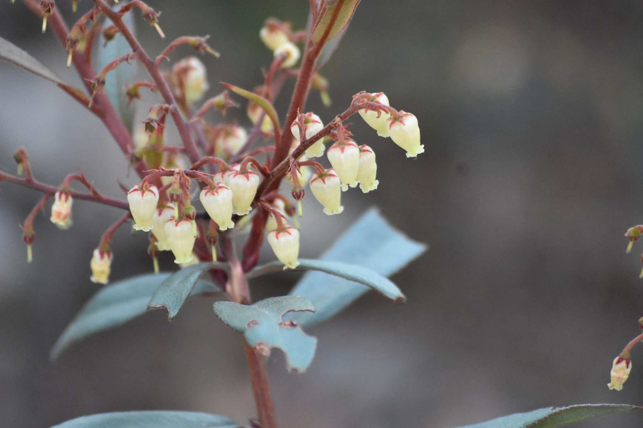 Arctostaphylos sp.