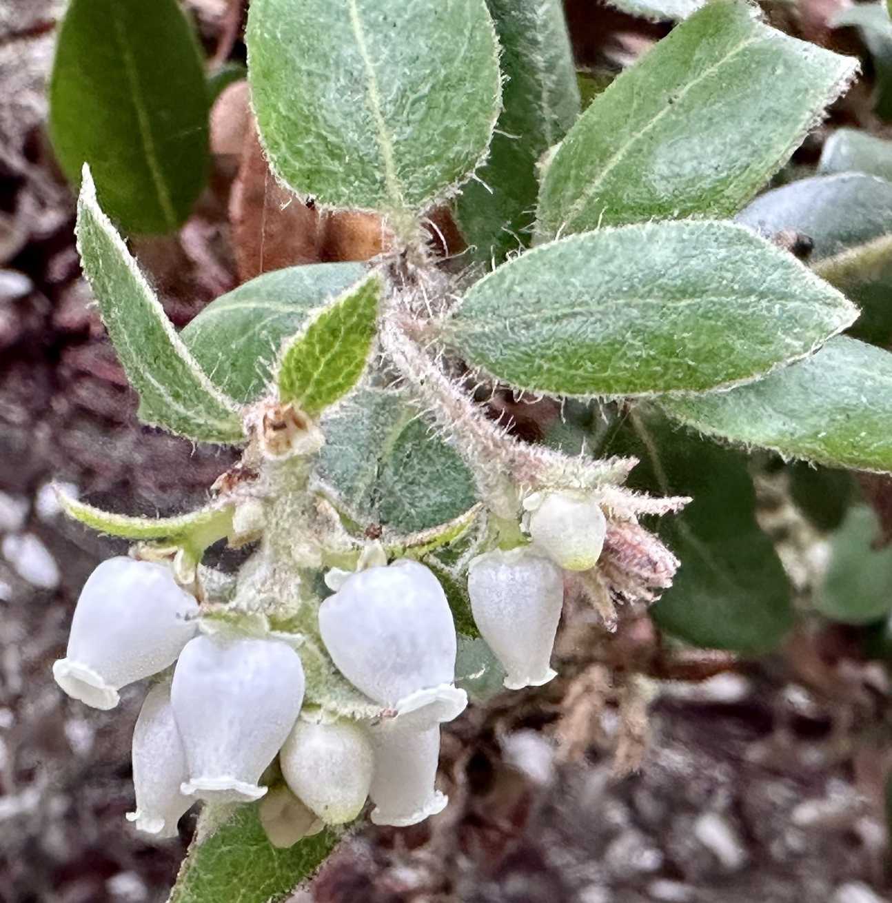 Arctostaphylos tomentosa