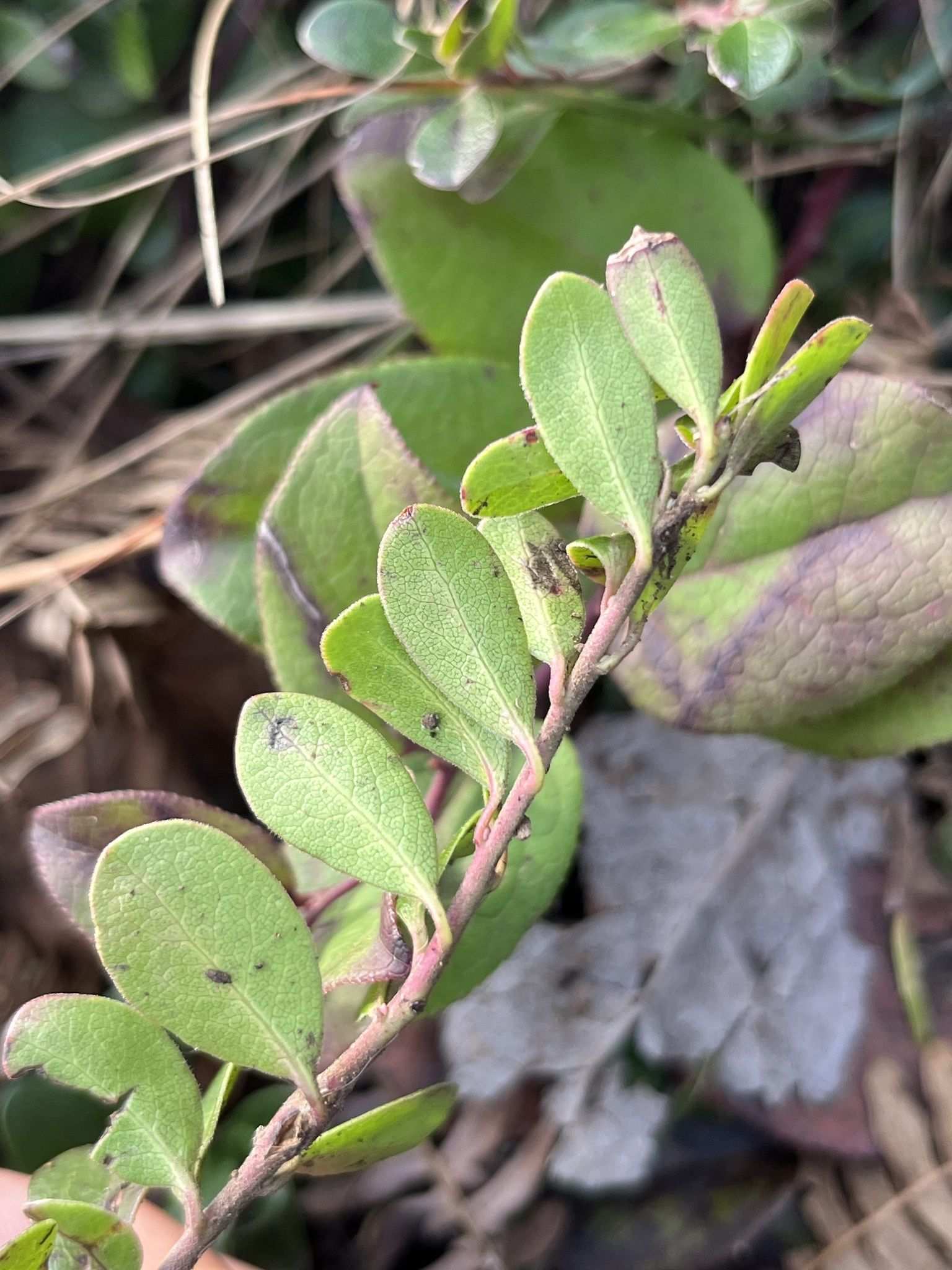 Arctostaphylos uva-ursi