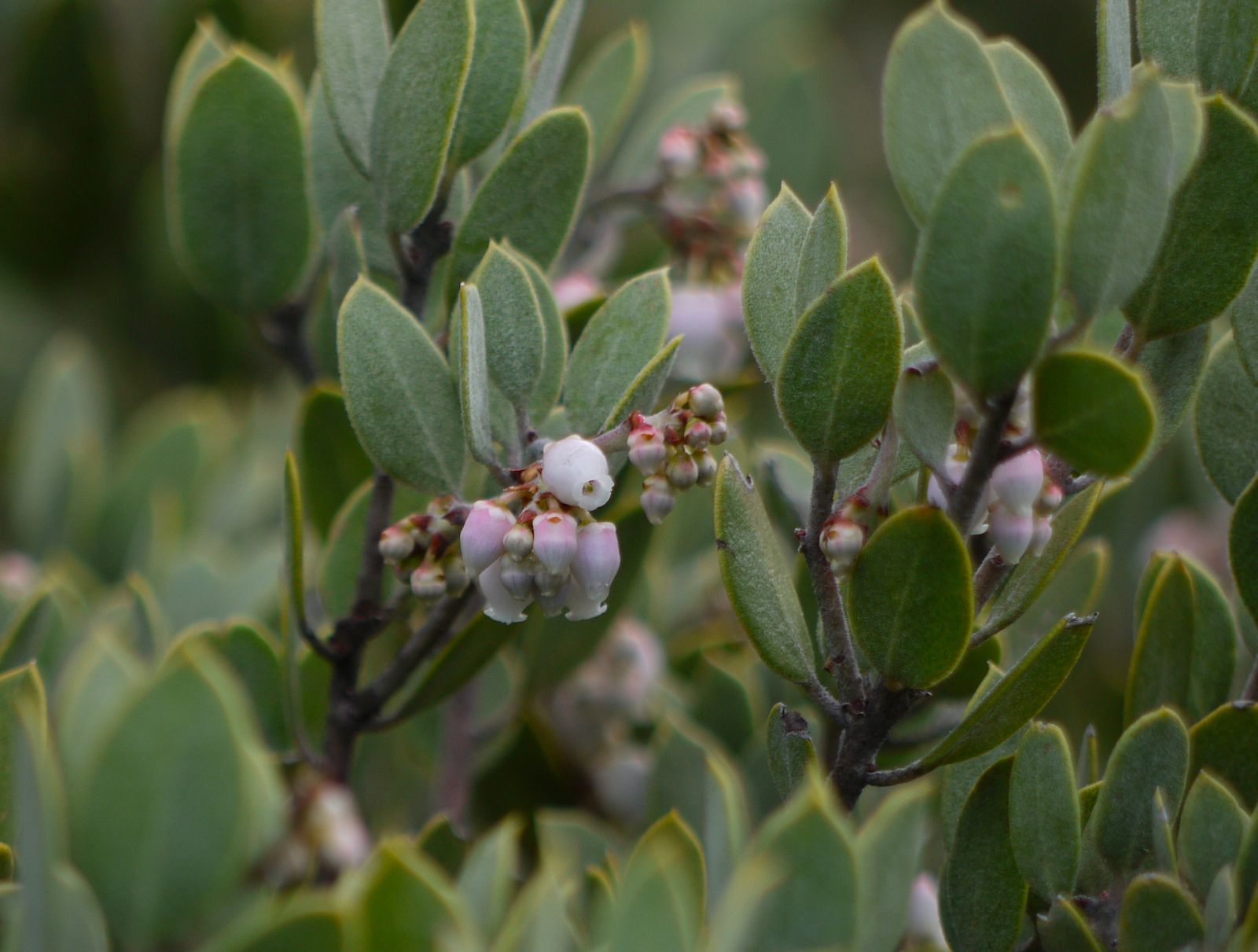 Arctostaphylos virgata