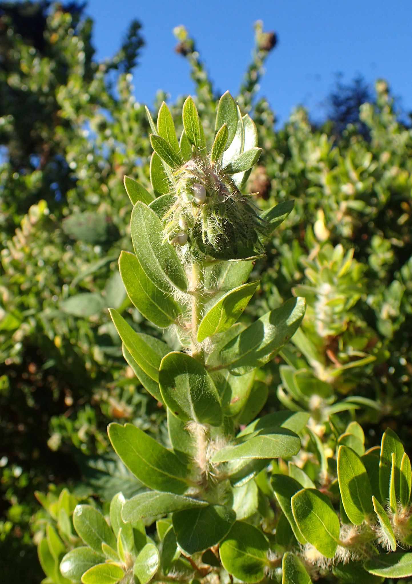 Arctostaphylos viridissima