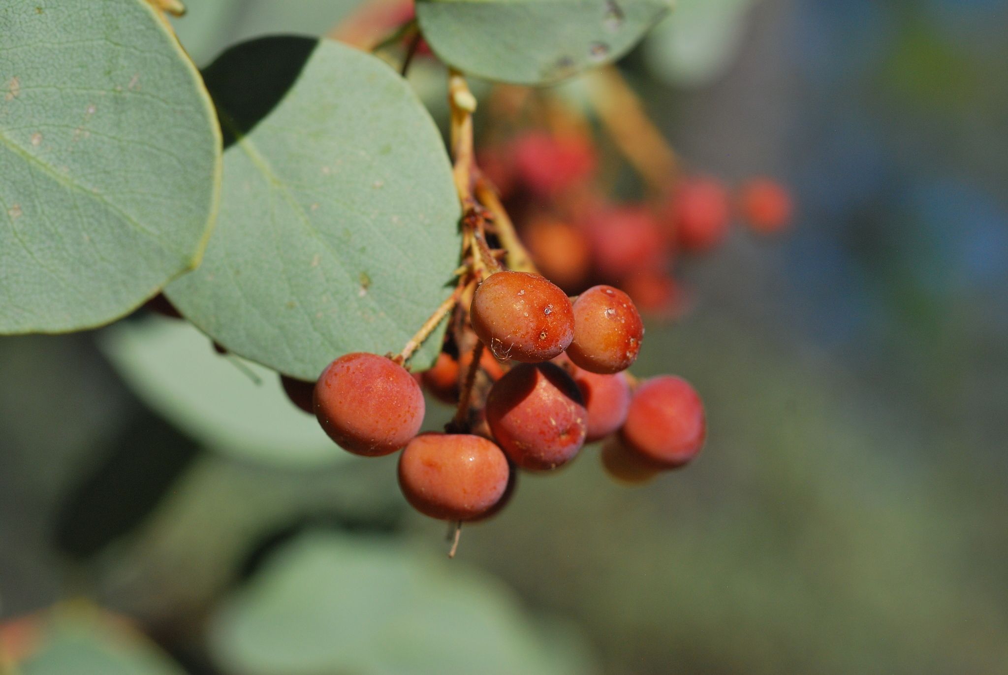 Arctostaphylos viscida