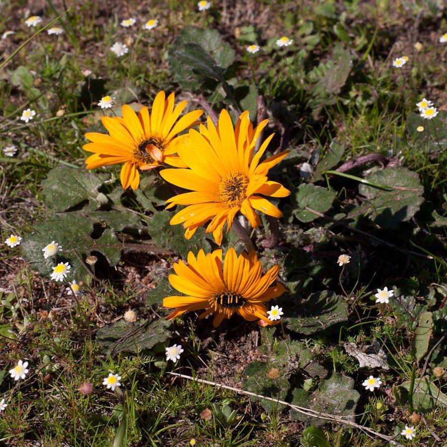 Arctotis sp.