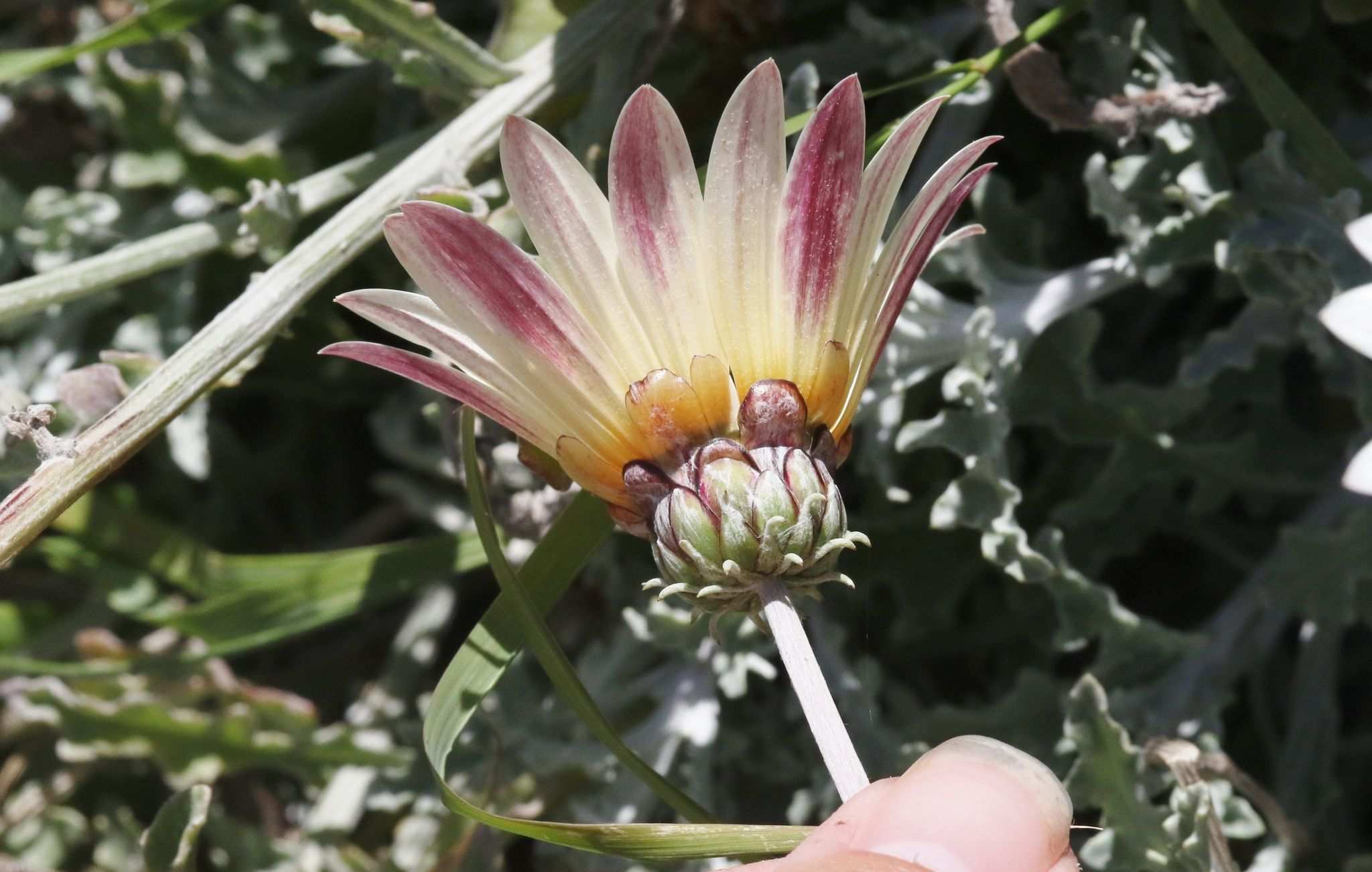 Arctotis stoechadifolia