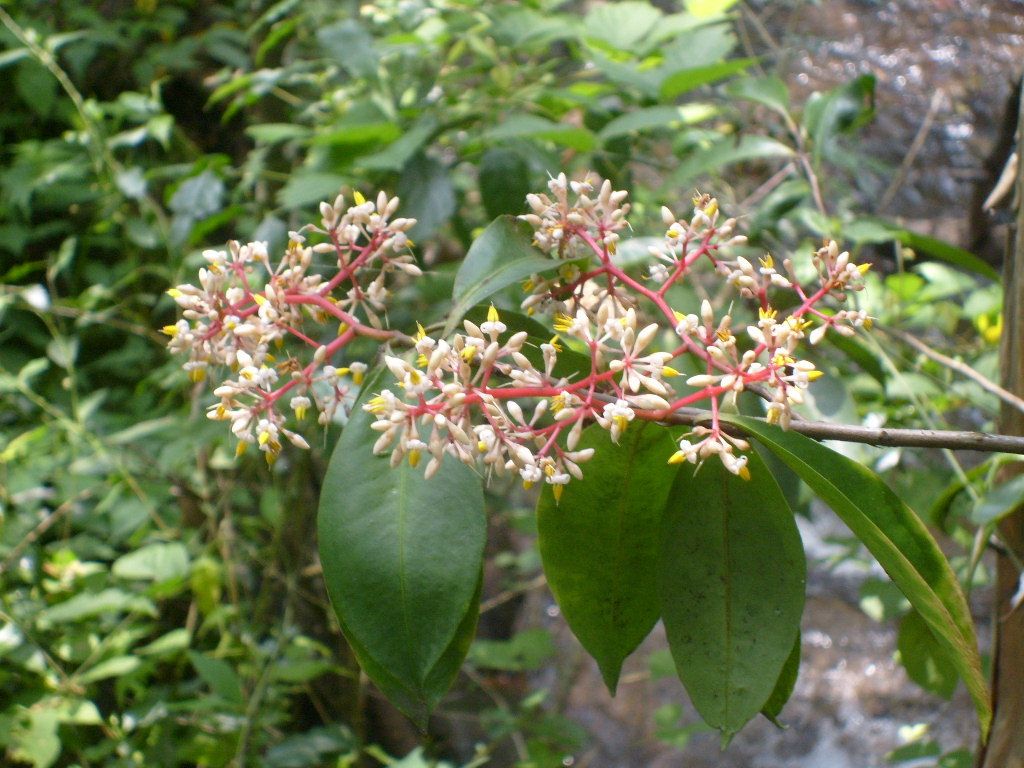 Ardisia compressa