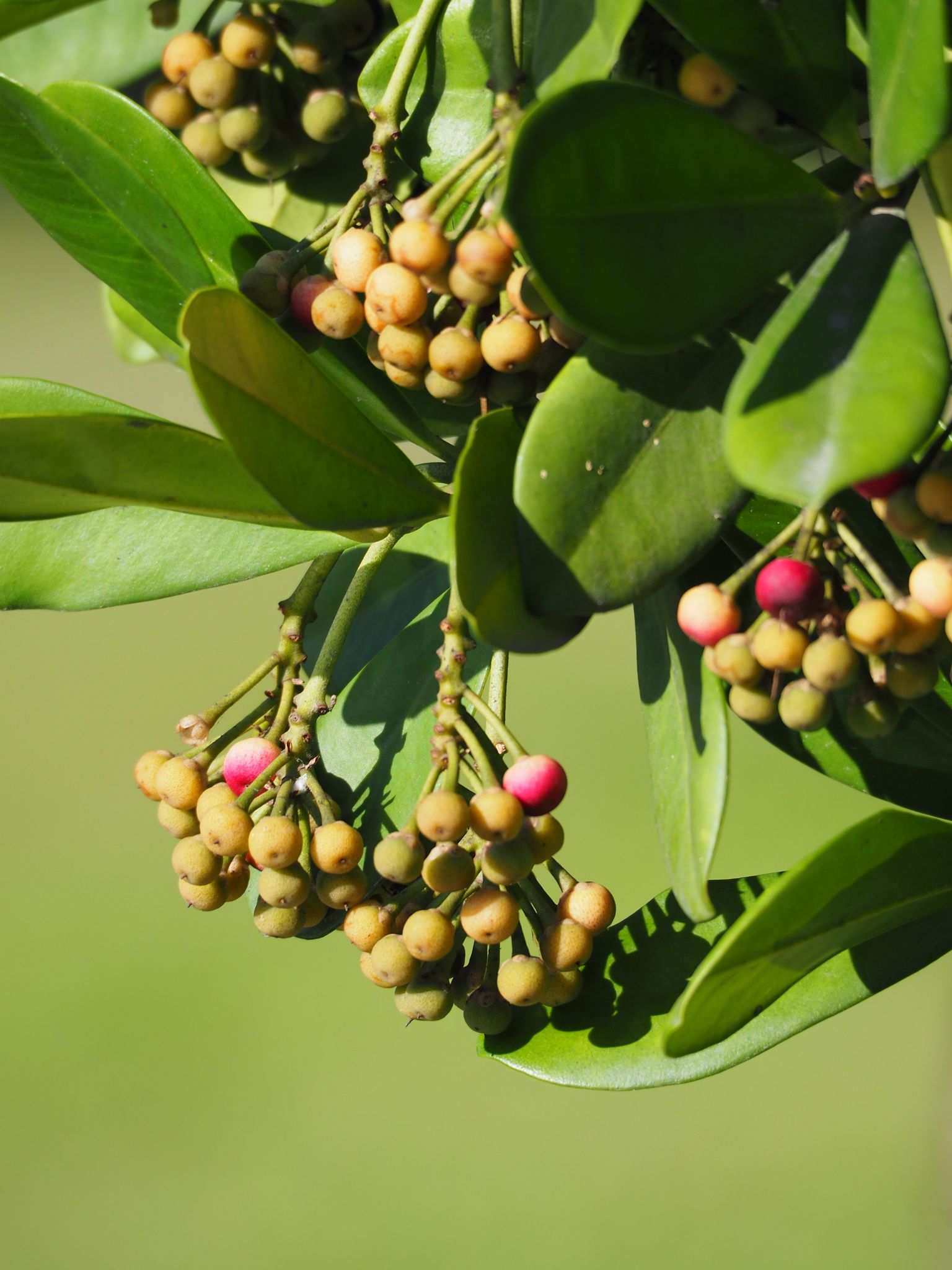 Ardisia elliptica