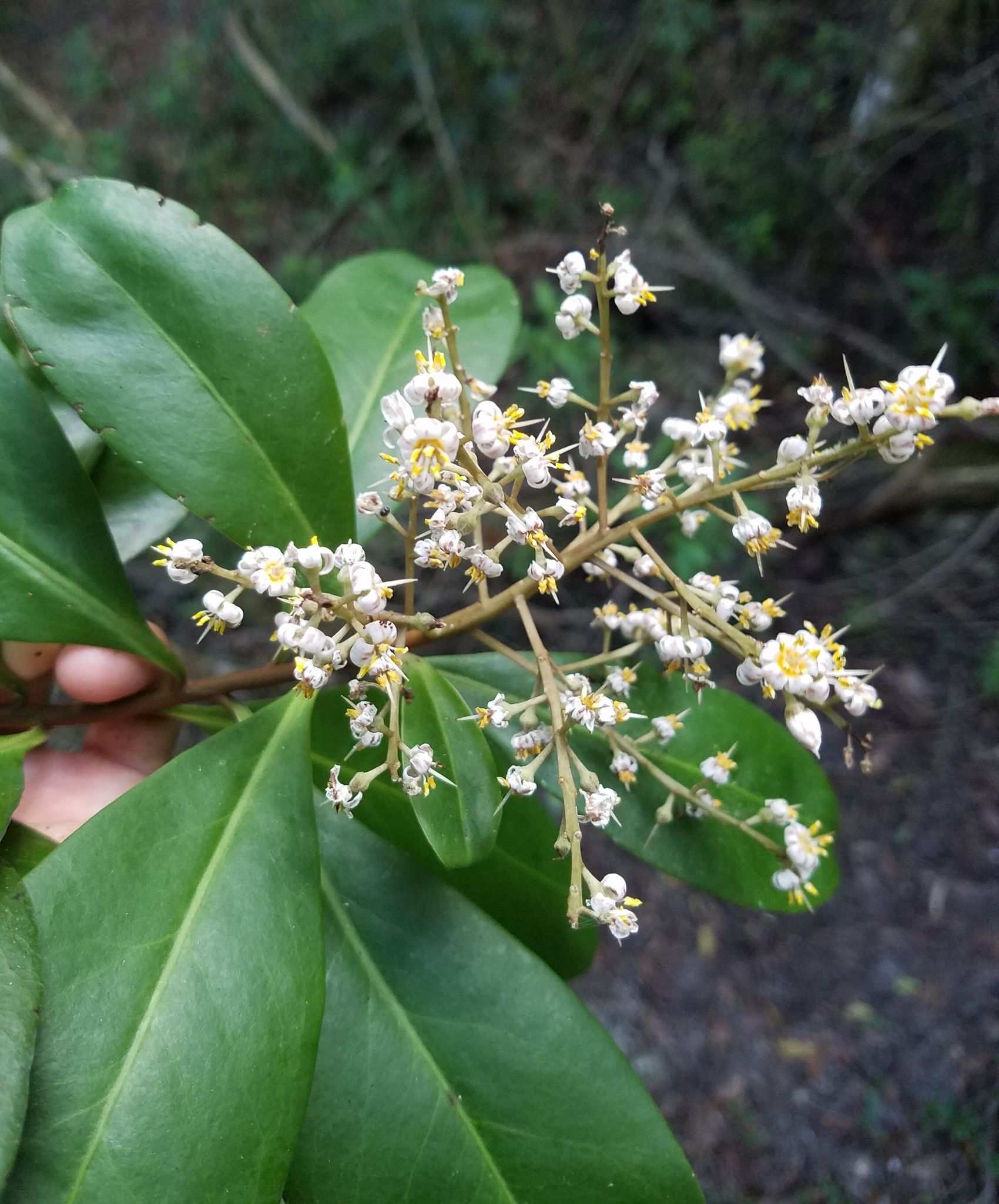 Ardisia escallonioides