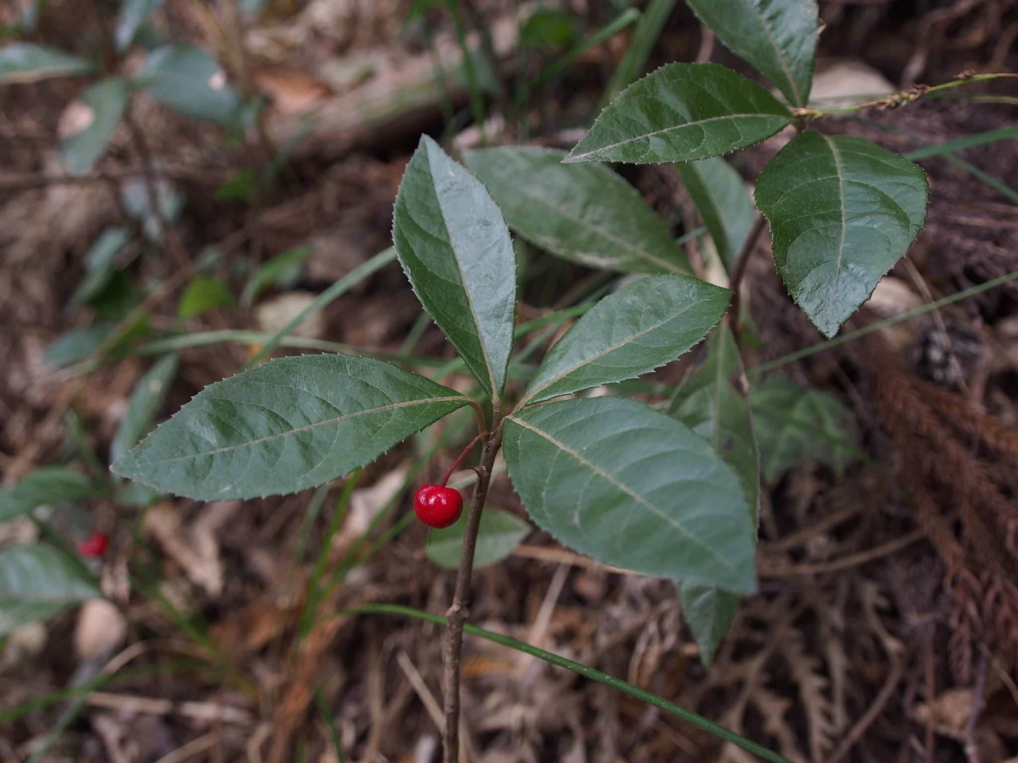 Ardisia japonica