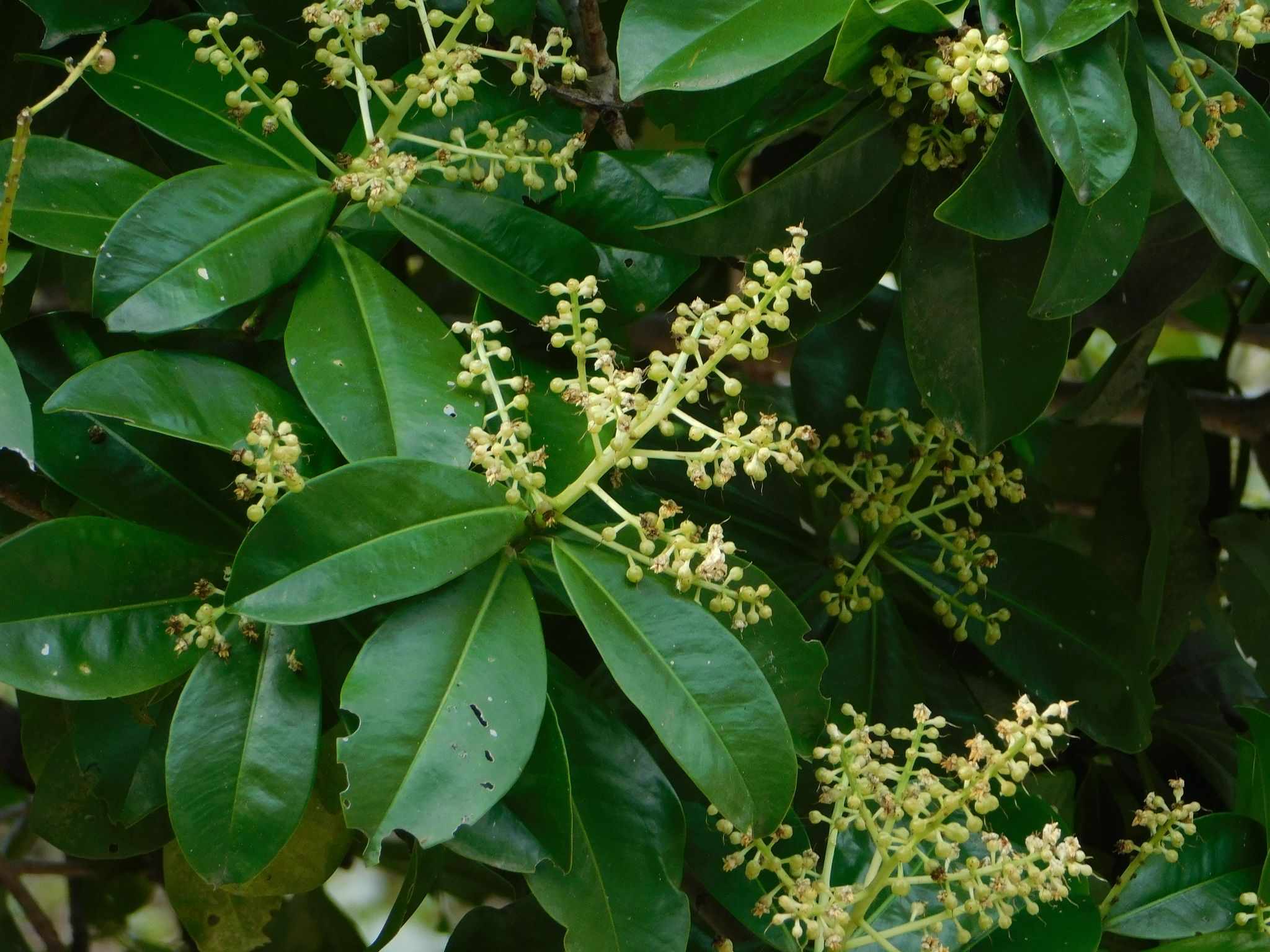 Ardisia revoluta