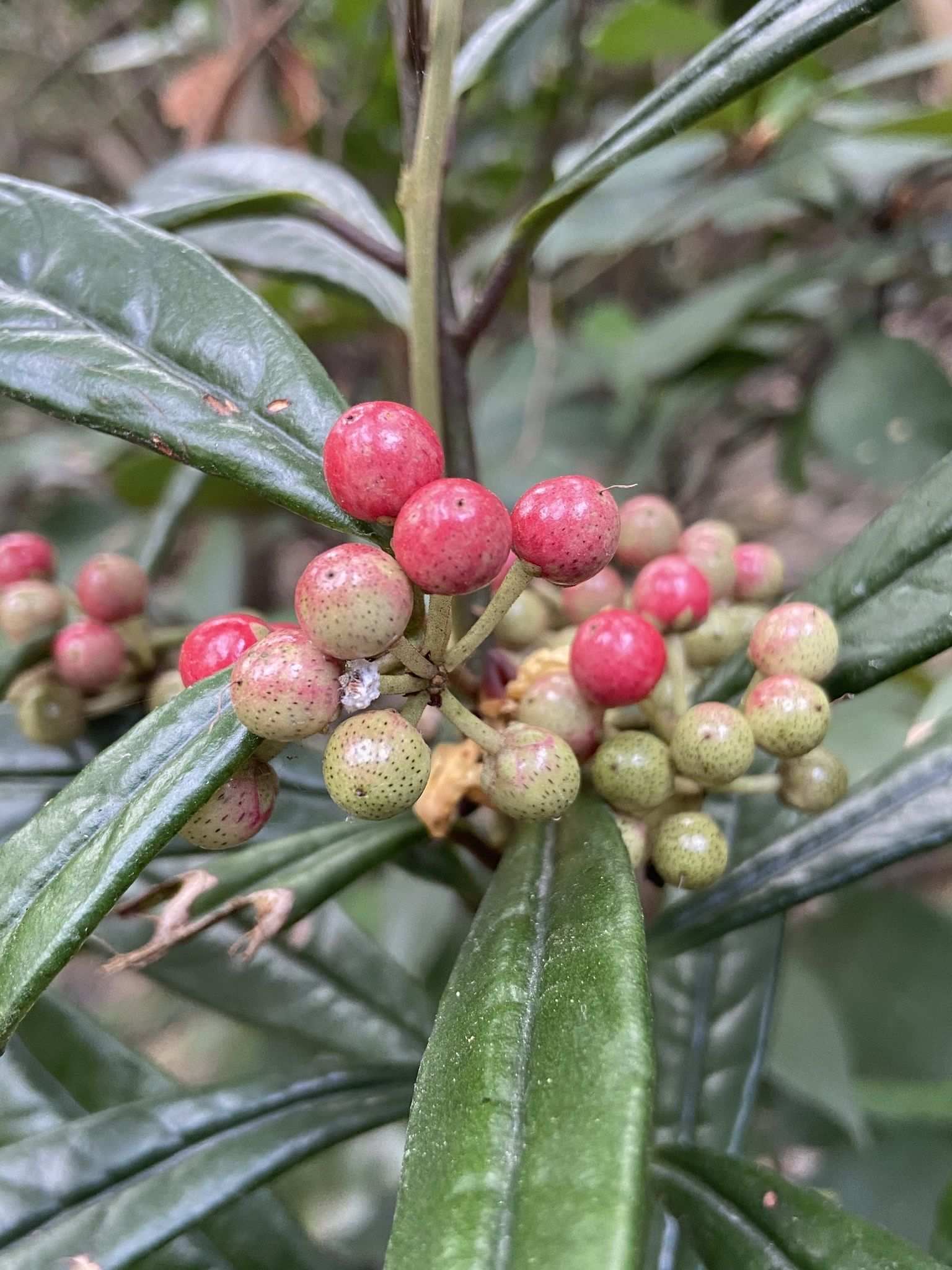 Ardisia sp.