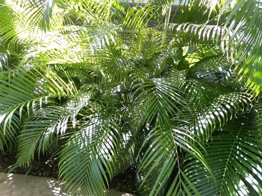 Areca