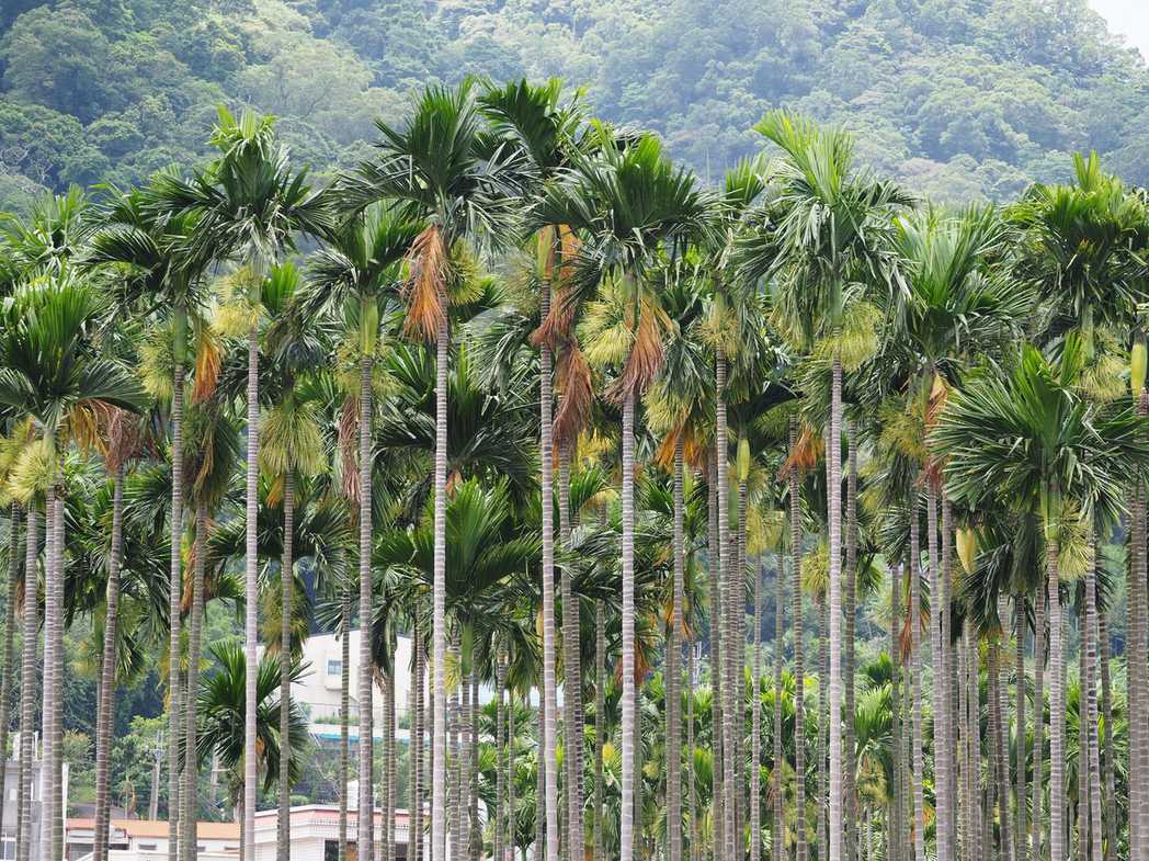 Areca catechu
