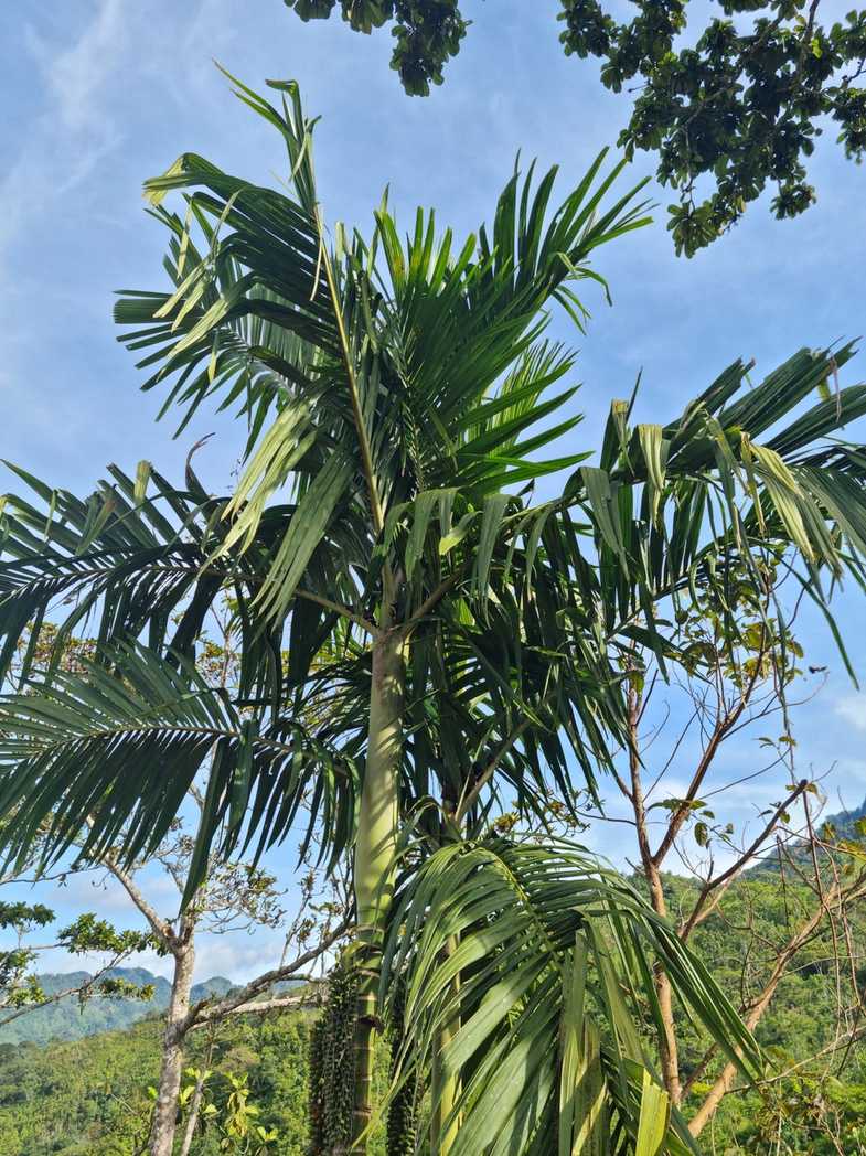 Areca macrocalyx