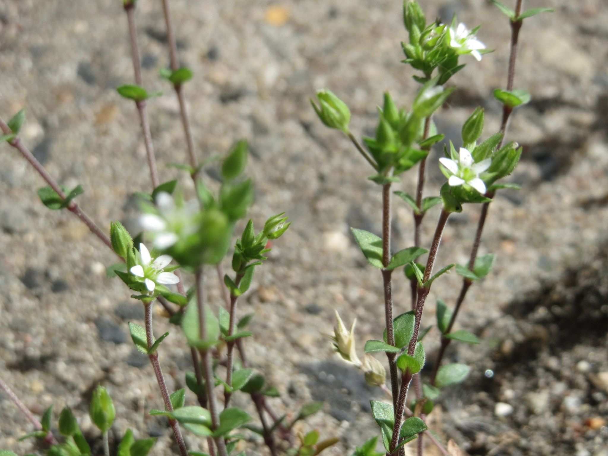 Arenaria serpyllifolia