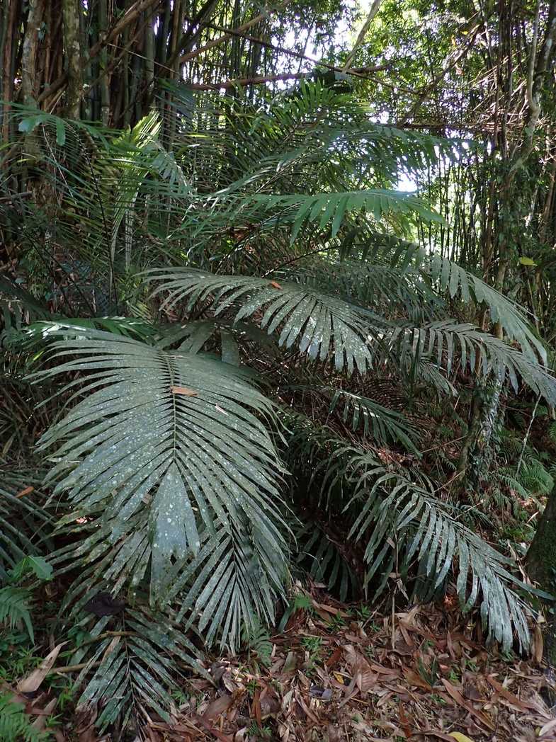 Arenga engleri