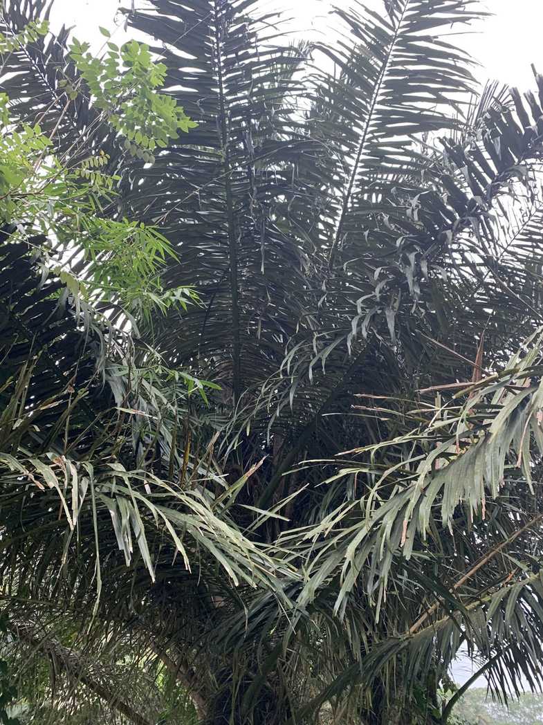 Arenga pinnata