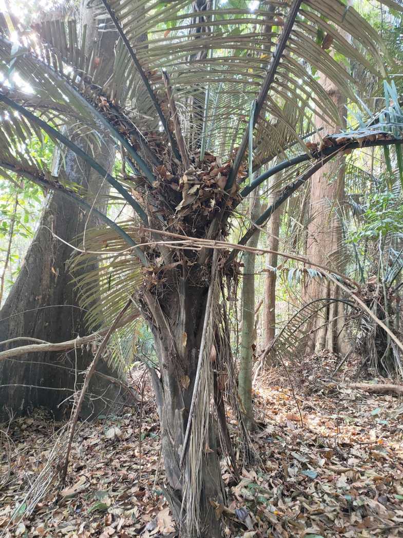 Arenga westerhoutii