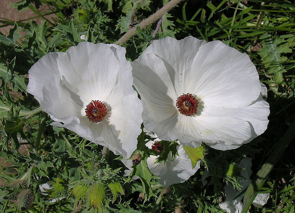 Argemone platyceras