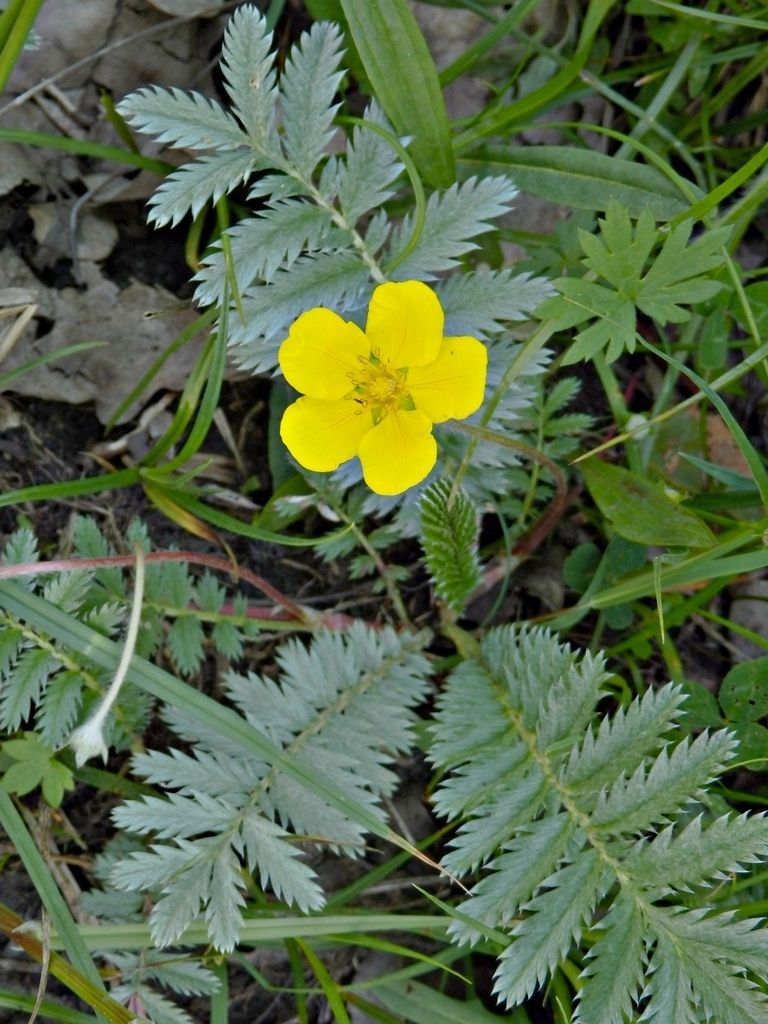Argentina anserina