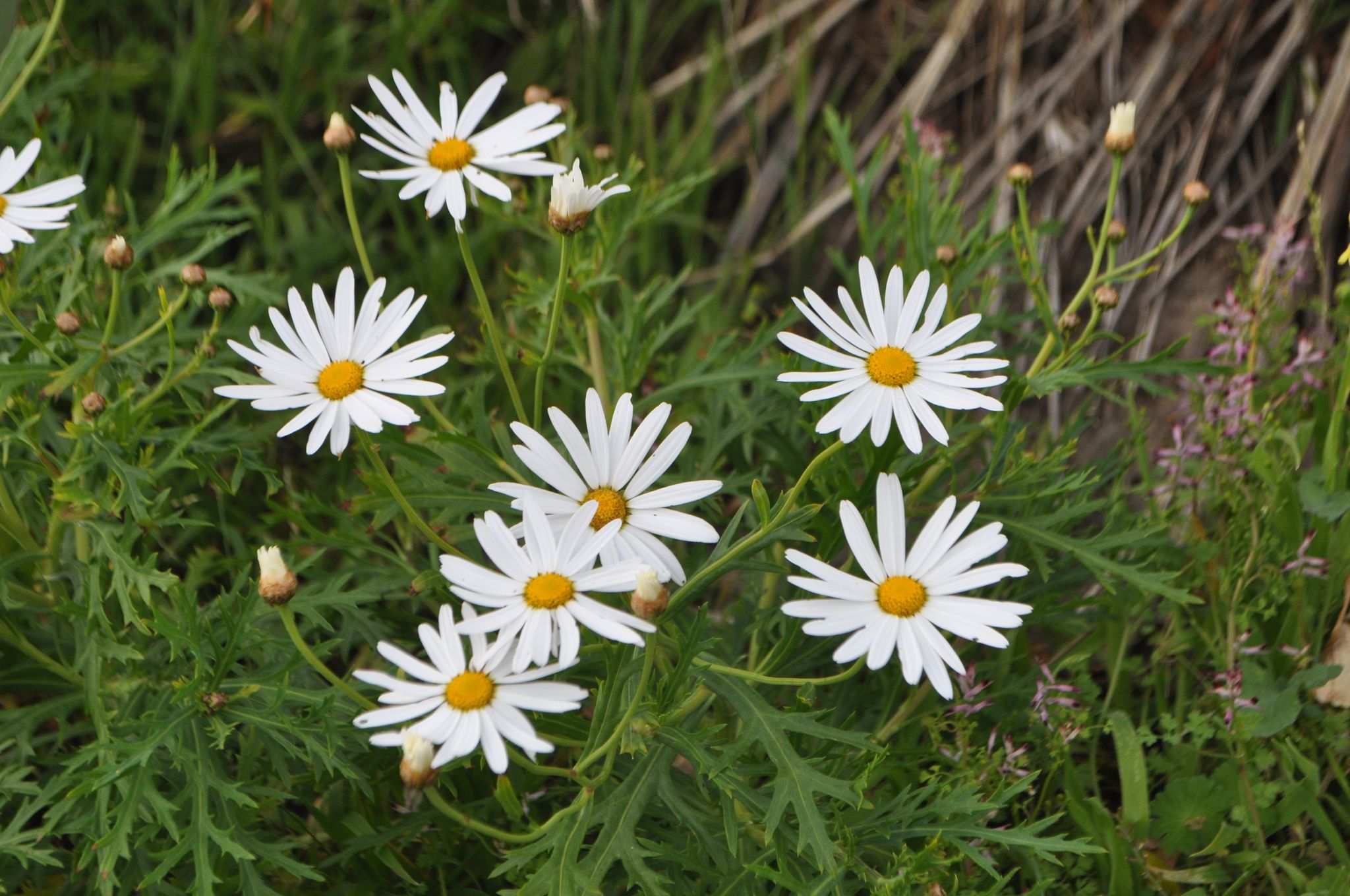 Argyranthemum frutescens