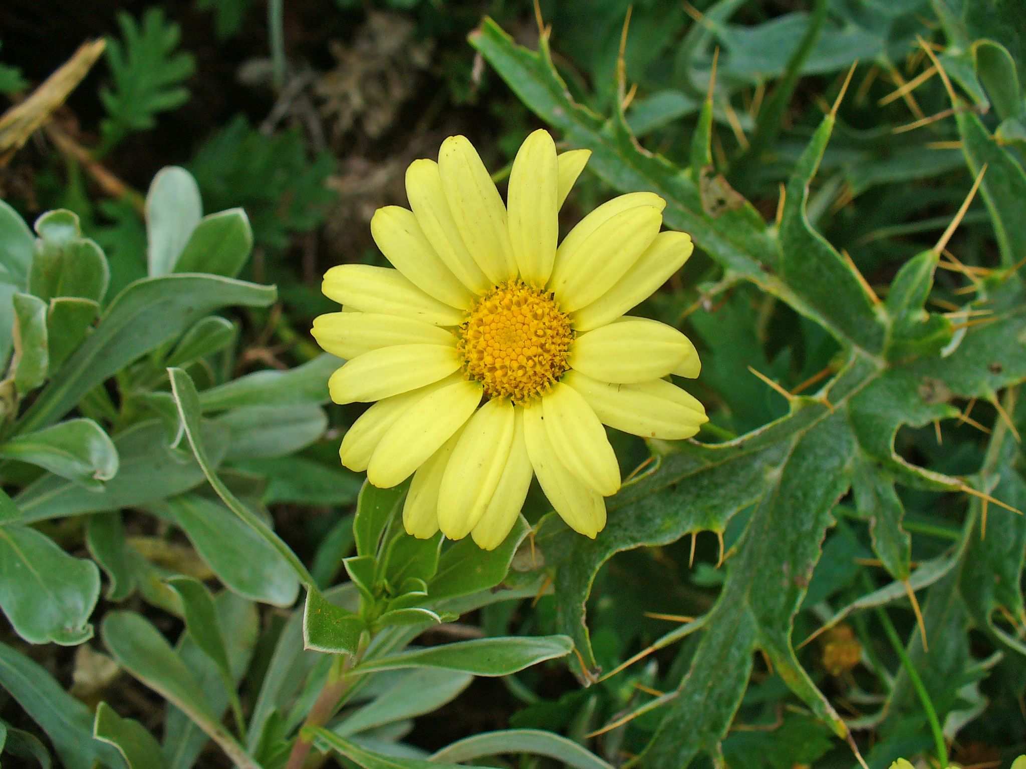 Argyranthemum maderense