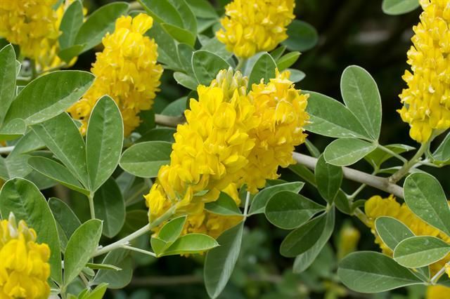 Argyrocytisus battandieri