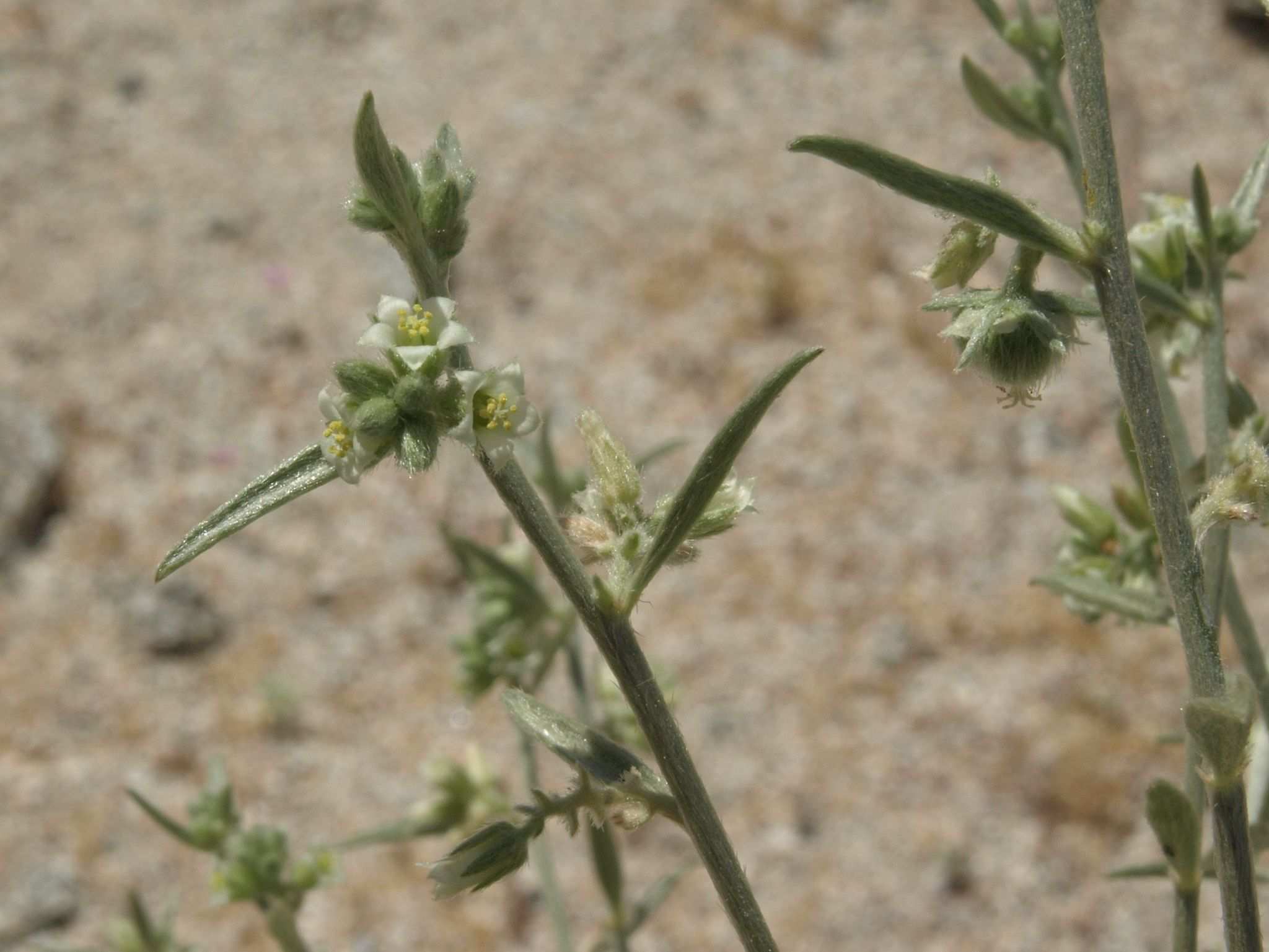 Argythamnia lanceolata